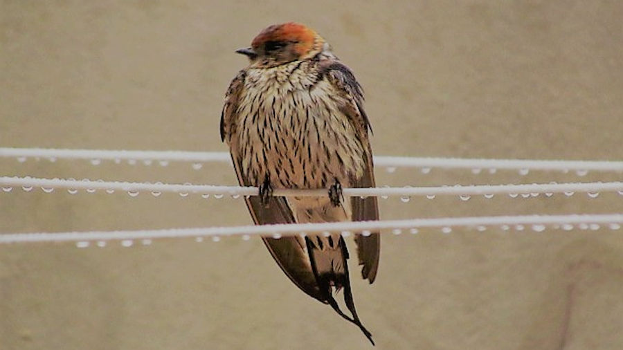 Lesser striped swallow in the rain